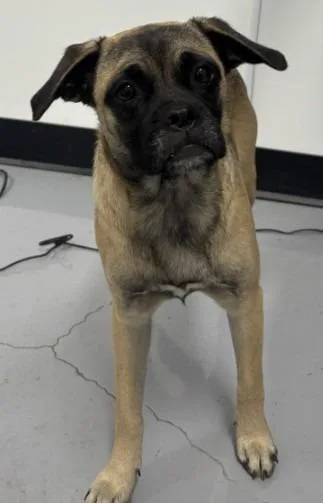 A young medium-sized female Pug dog named Alice for adoption in McFarland, CA