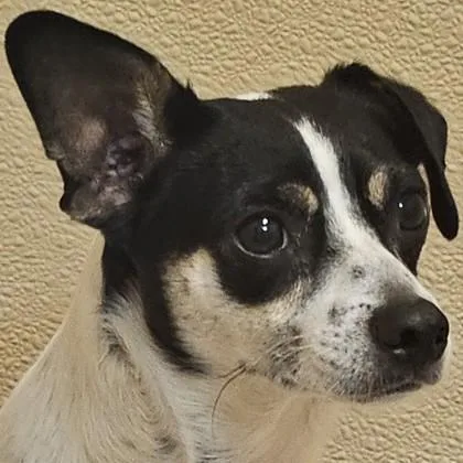 A young small-sized male Mixed Breed dog named Inky for adoption in Pleasanton, CA
