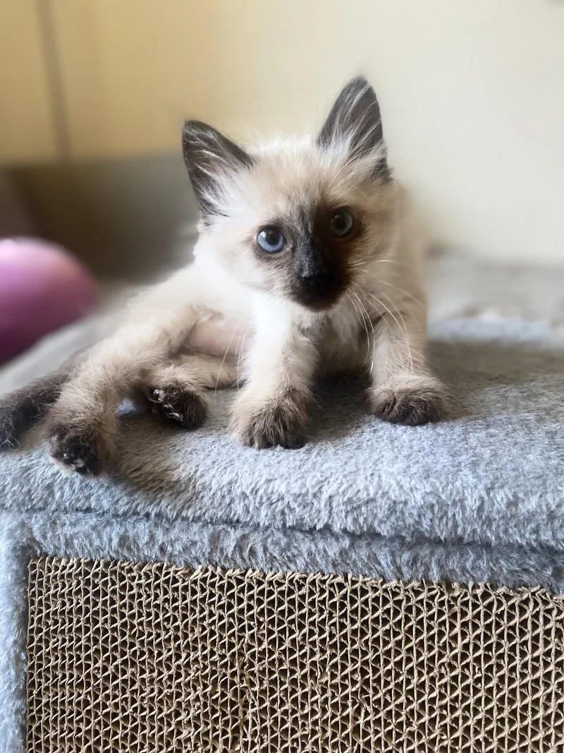 A baby medium-sized female Buff / Tan / Fawn Siamese cat named Princess Donut Napa for adoption in Napa, CA