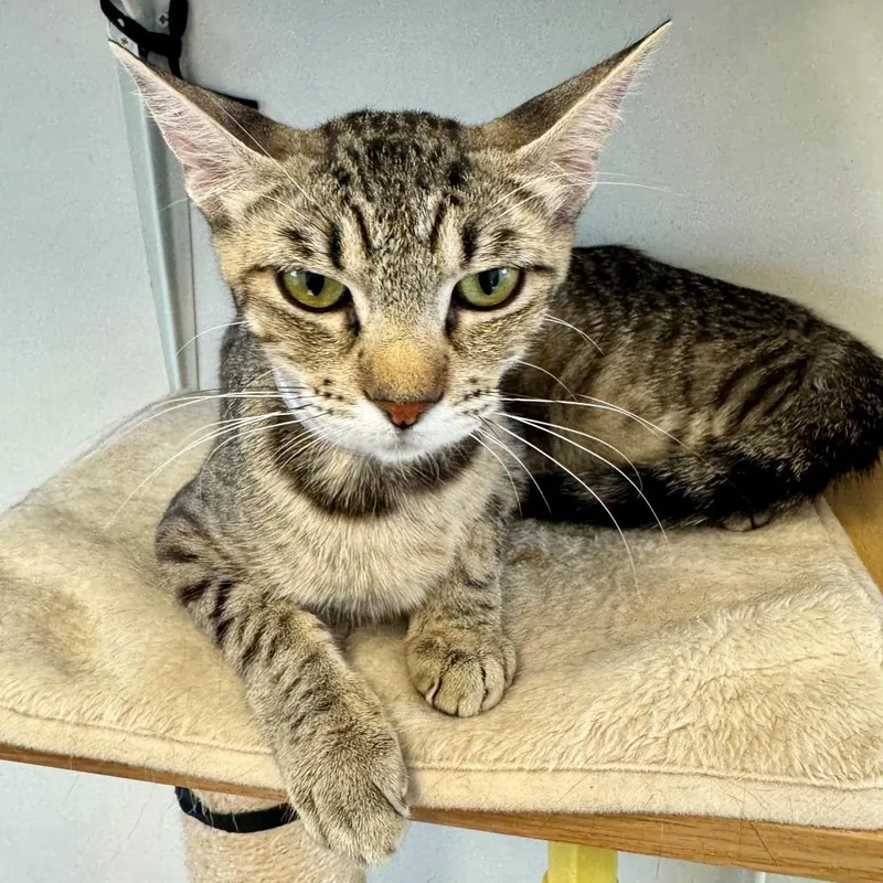 A young medium-sized female Brown / Chocolate Domestic Short Hair cat named Darla for adoption in Hawthorne, CA