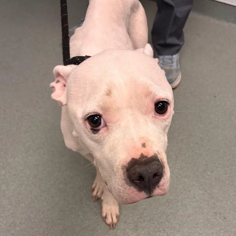 An adult medium-sized female Pit Bull Terrier dog named Amaryllis for adoption in Abilene, TX