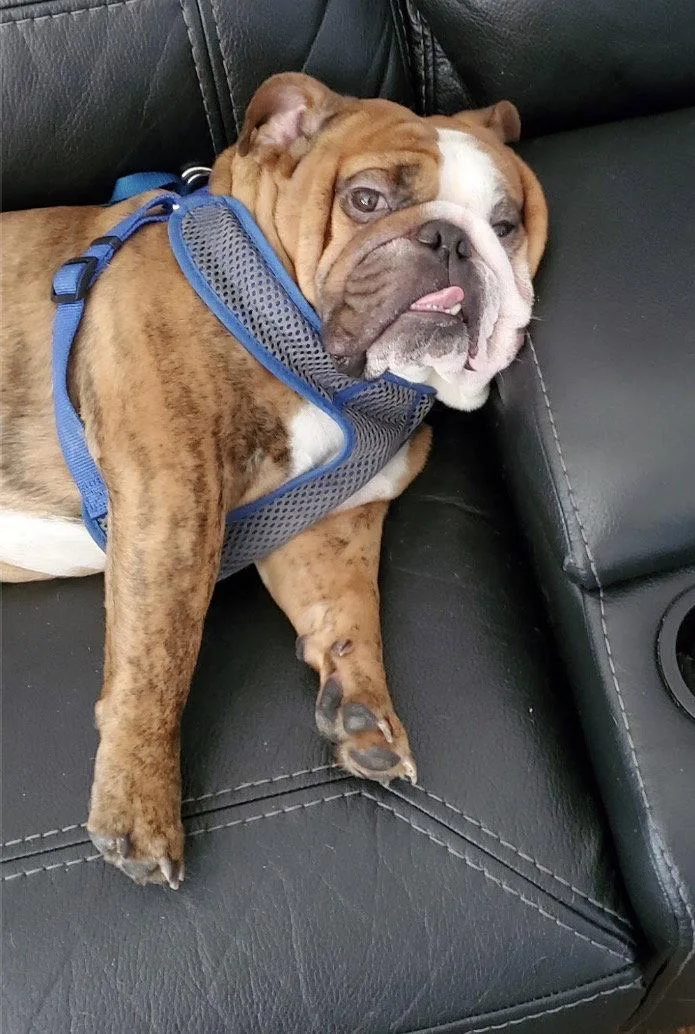 Bentley