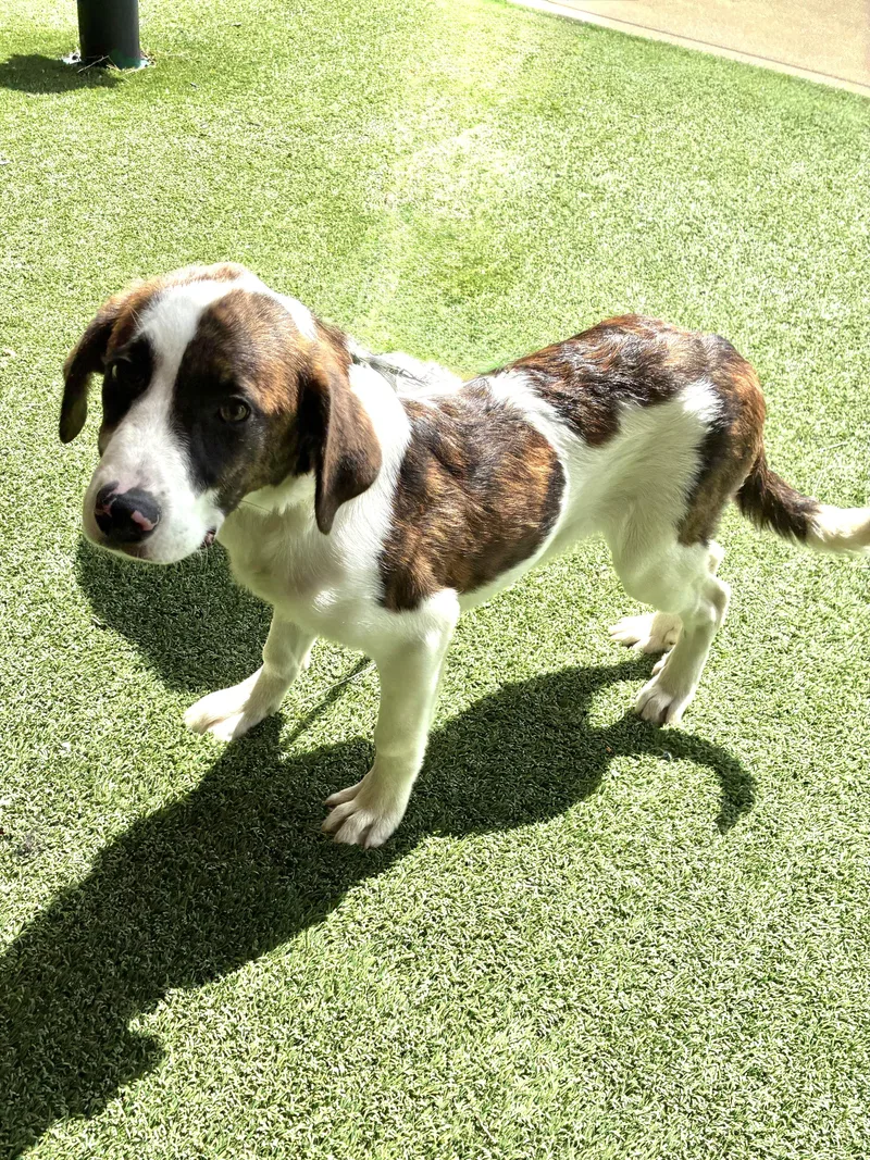 A baby large-sized male White / Cream Great Pyrenees dog named Kosimo for adoption in West Chicago, IL