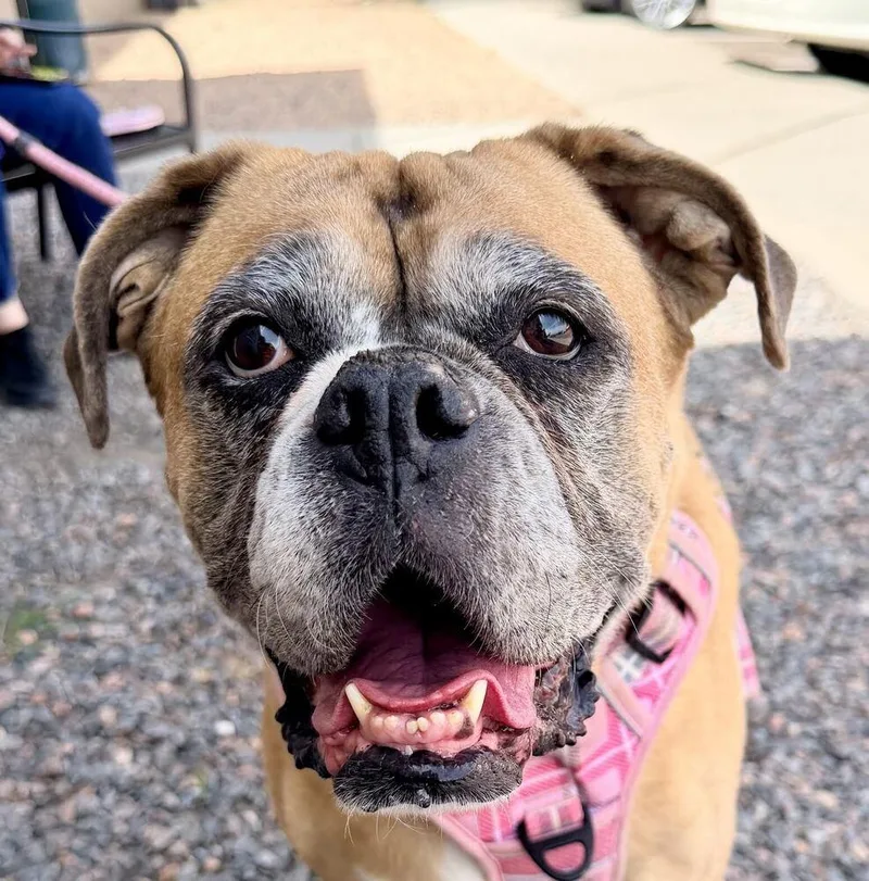 A senior medium-sized female Boxer dog named Luna for adoption in Denver, CO