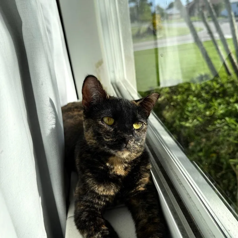 Gracie