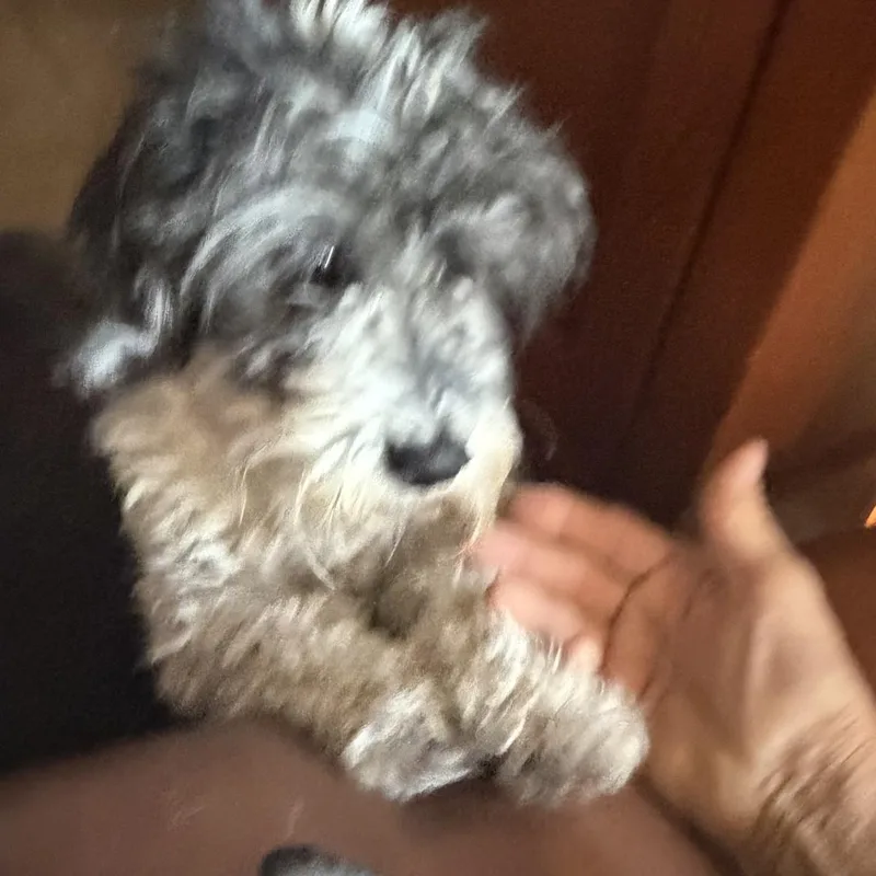 A young small-sized male Cockapoo dog named Mr. Oreo for adoption in Phoenix, AZ