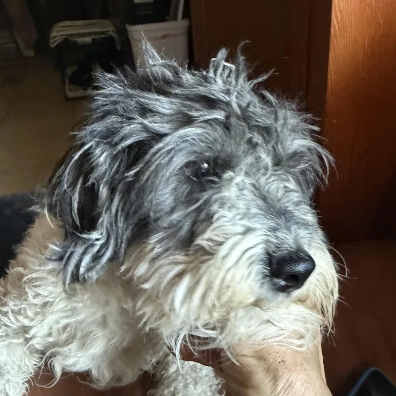 Mr. Oreo thumbnail 2