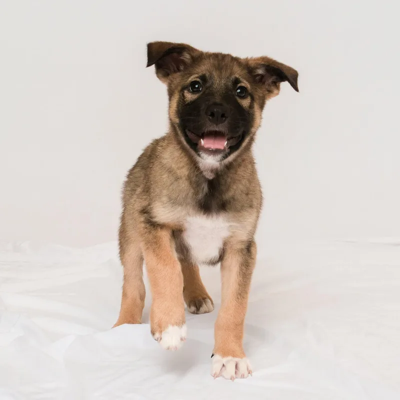 A young medium-sized male Spaniel dog named Shorty for adoption in Grand Forks, ND