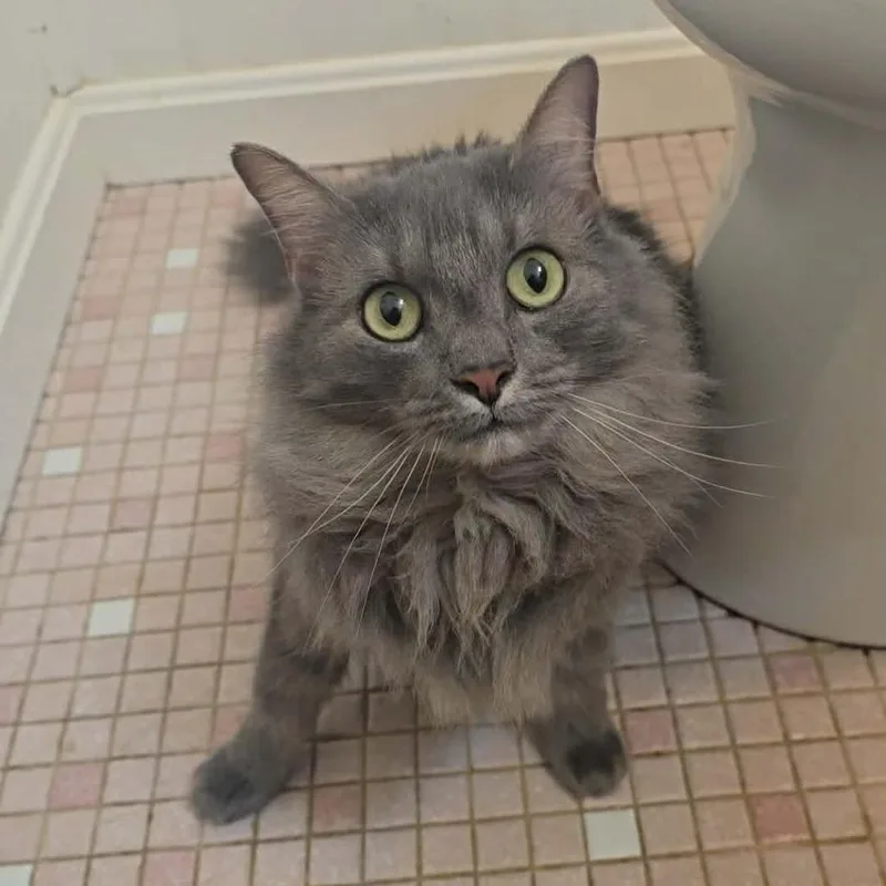An adult medium-sized female Gray / Blue / Silver Domestic Long Hair cat named Princess Peach for adoption in Jarrettsville, MD