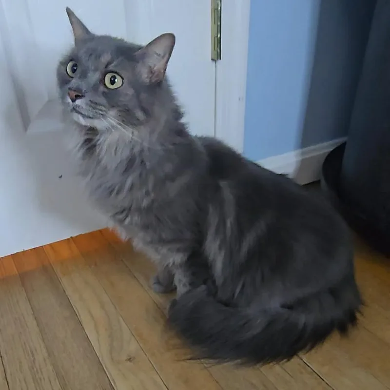 Princess Peach thumbnail 3