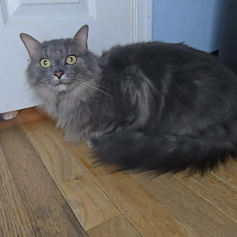 Princess Peach thumbnail 4