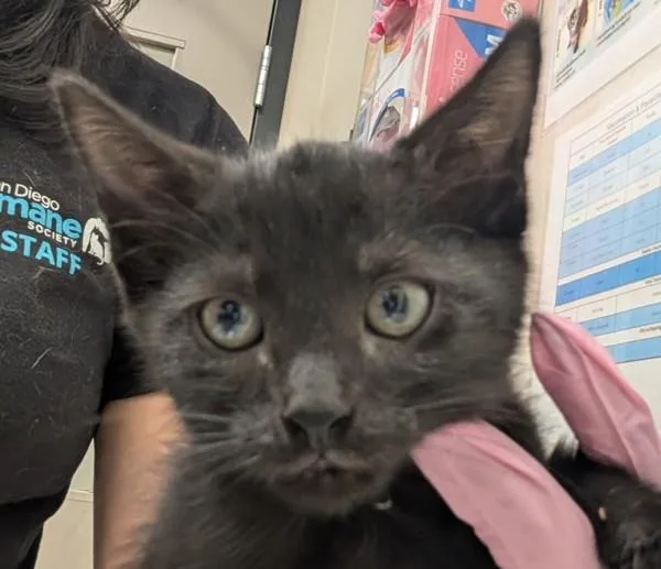 A baby small-sized female Domestic Short Hair cat named Bitzi for adoption in El Cajon, CA