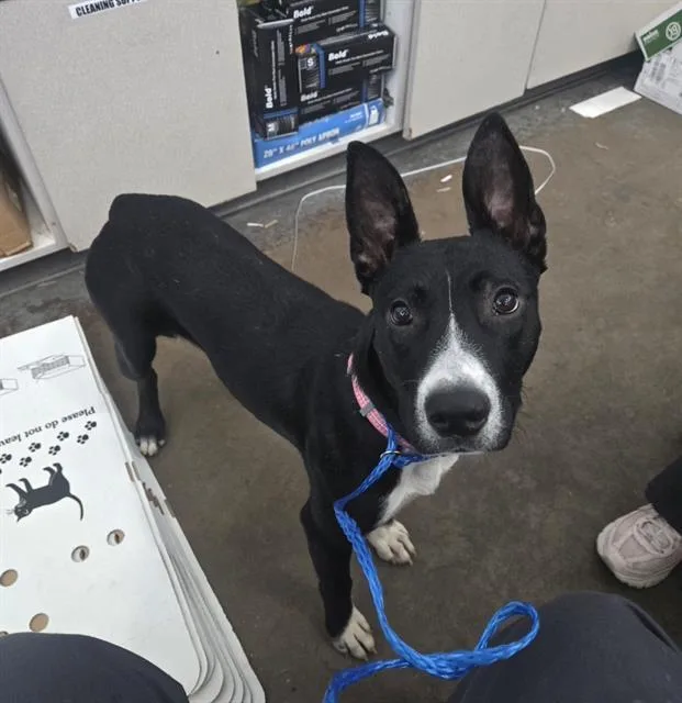 A young medium-sized female Mixed Breed dog named Princess for adoption in Dallas, TX
