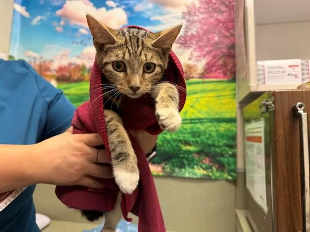 A young small-sized female Domestic Short Hair cat named A for adoption in Moreno Valley, CA