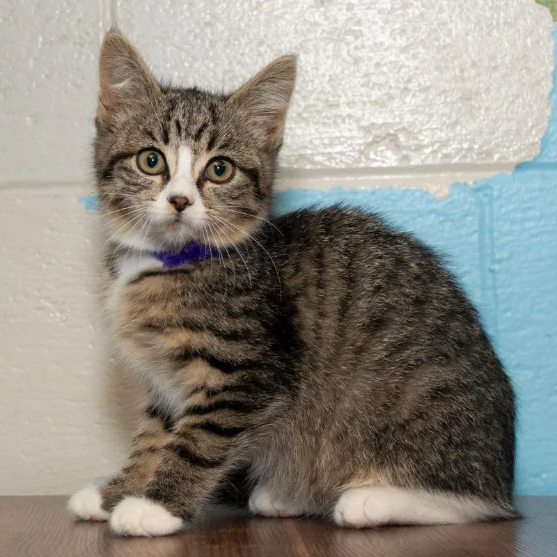 A baby small-sized female Domestic Short Hair cat named Penny for adoption in Troy, OH