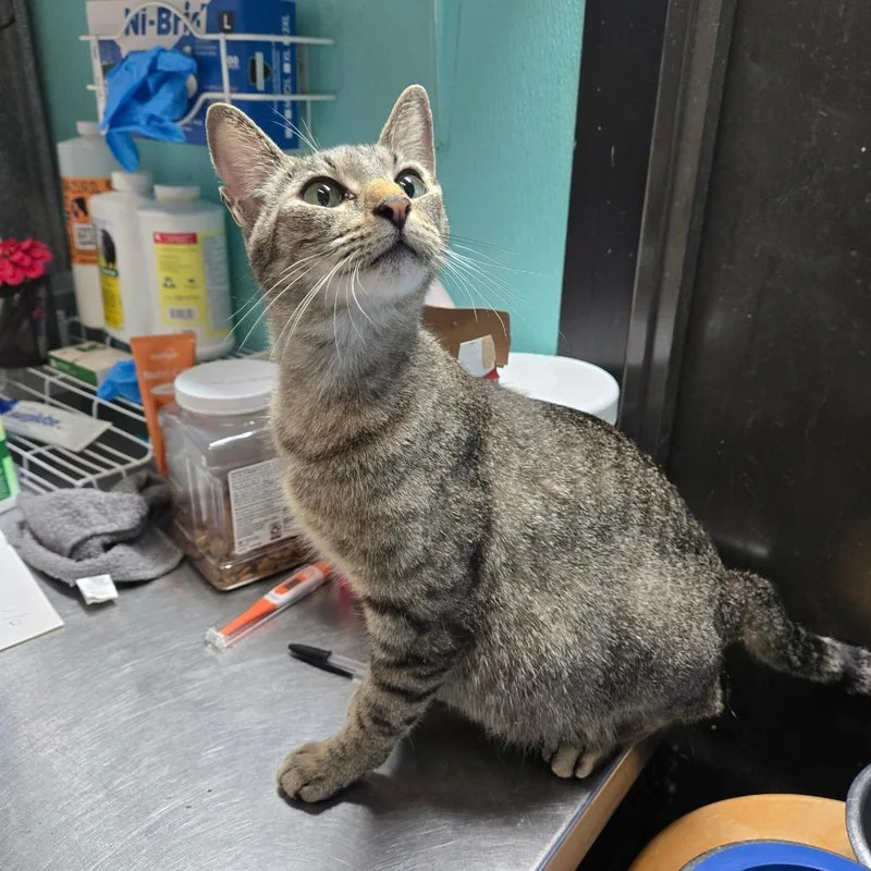 An adult medium-sized female Tabby (Brown / Chocolate) Domestic Short Hair cat named Seal for adoption in Graham, TX