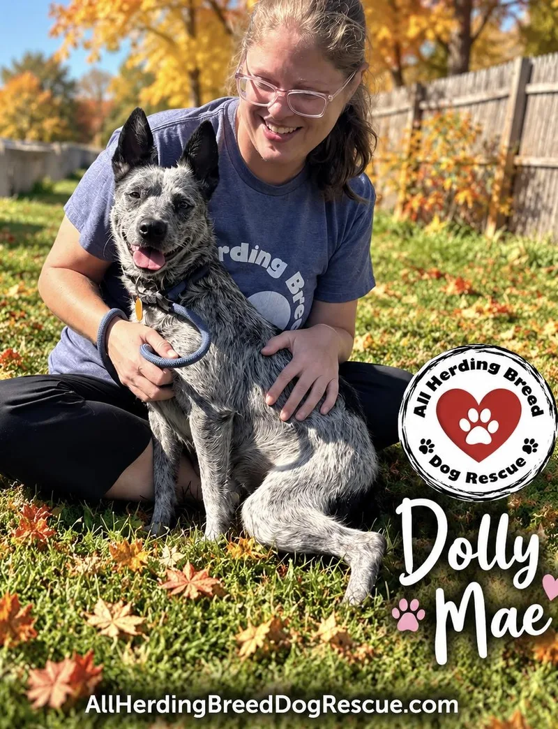 A young small-sized female Gray / Blue / Silver Cattle Dog dog named Dolly Mae for adoption in Joliet, IL