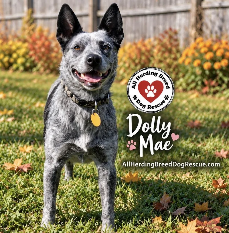 Dolly Mae thumbnail 4