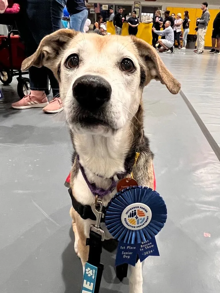A senior medium-sized female Hound dog named Cuddles for adoption in New Orleans, LA