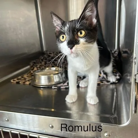 A baby small-sized male Black Domestic Short Hair cat named Romulus for adoption in Knoxville, TN