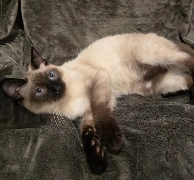 A young medium-sized female Chocolate Point Domestic Short Hair cat named Blossom for adoption in Anchorage, AK