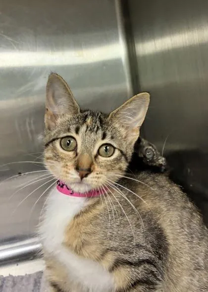 A baby medium-sized female Domestic Short Hair cat named Rosemary for adoption in Picayune, MS