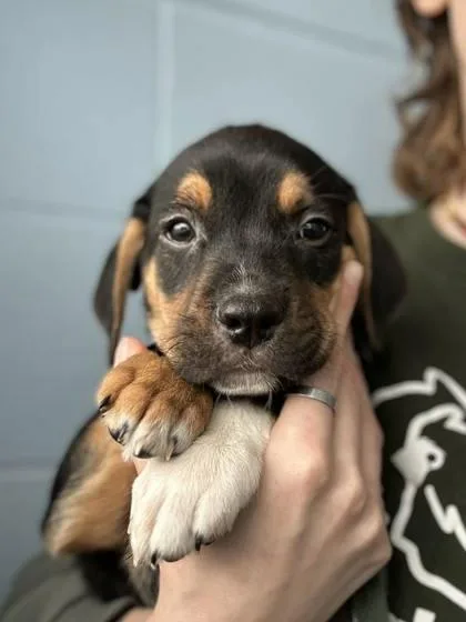 A baby large-sized male Mixed Breed dog named Breadbox for adoption in Munster, IN