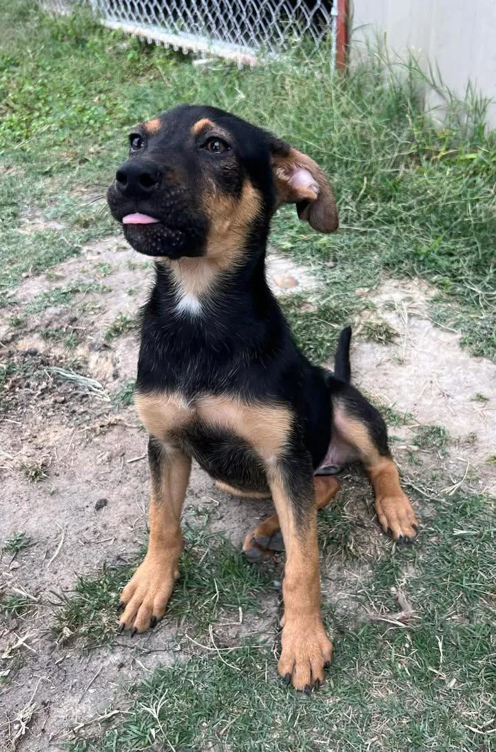 A baby medium-sized female Bicolor Terrier dog named Rory for adoption in Port Lavaca, TX