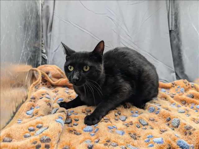 An adult medium-sized male Domestic Short Hair cat named Domino for adoption in Appling, GA