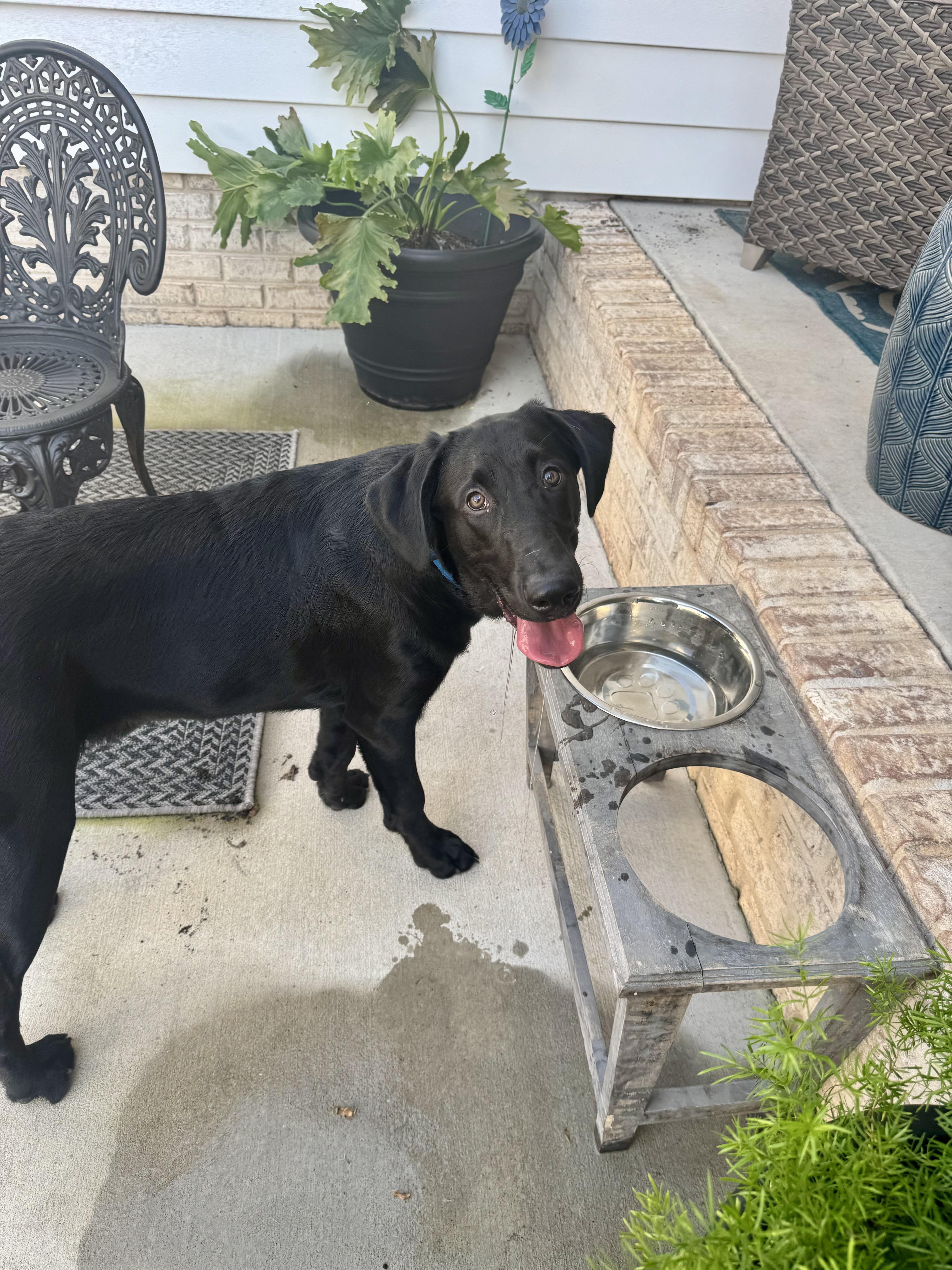 A baby large-sized male Black Labrador Retriever dog named Tyson for adoption in Hartsville, SC
