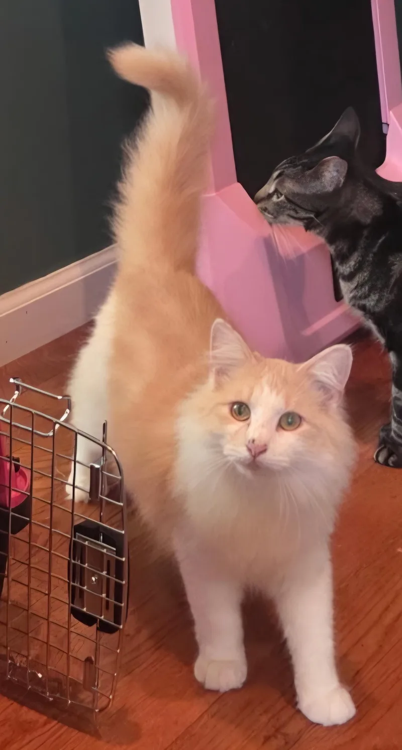 A young medium-sized male Buff / Tan / Fawn Domestic Medium Hair cat named Hollis for adoption in Philadelphia, PA