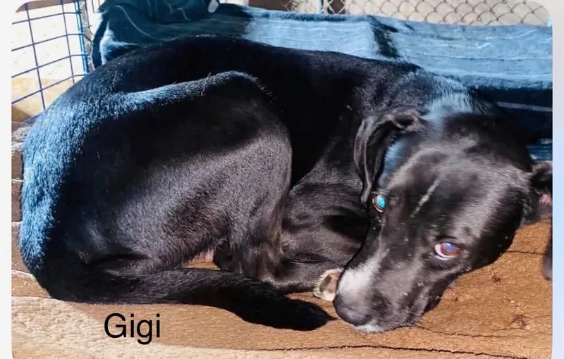 A young medium-sized female Labrador Retriever dog named Gigi for adoption in Windsor, CO