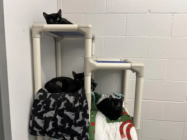 A young medium-sized female Domestic Short Hair cat named Purr  Bonded W for adoption in Silverdale, WA