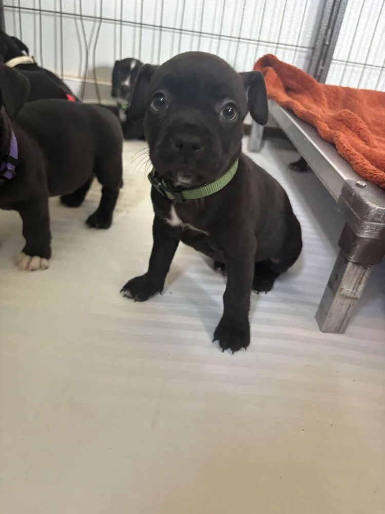 A baby small-sized female American Bulldog dog named Colby  Mozzarella for adoption in Lakeland, FL