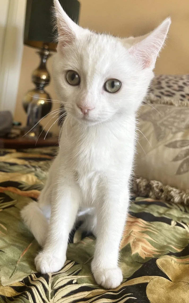 A baby medium-sized female White Domestic Short Hair cat named Luna for adoption in Alameda, CA