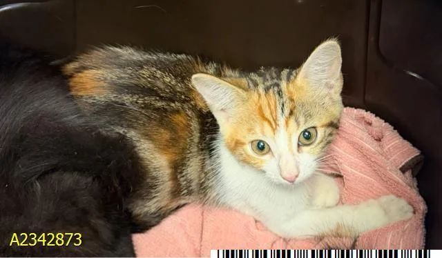 A baby medium-sized female Domestic Medium Hair cat named Candace for adoption in West Palm Beach, FL