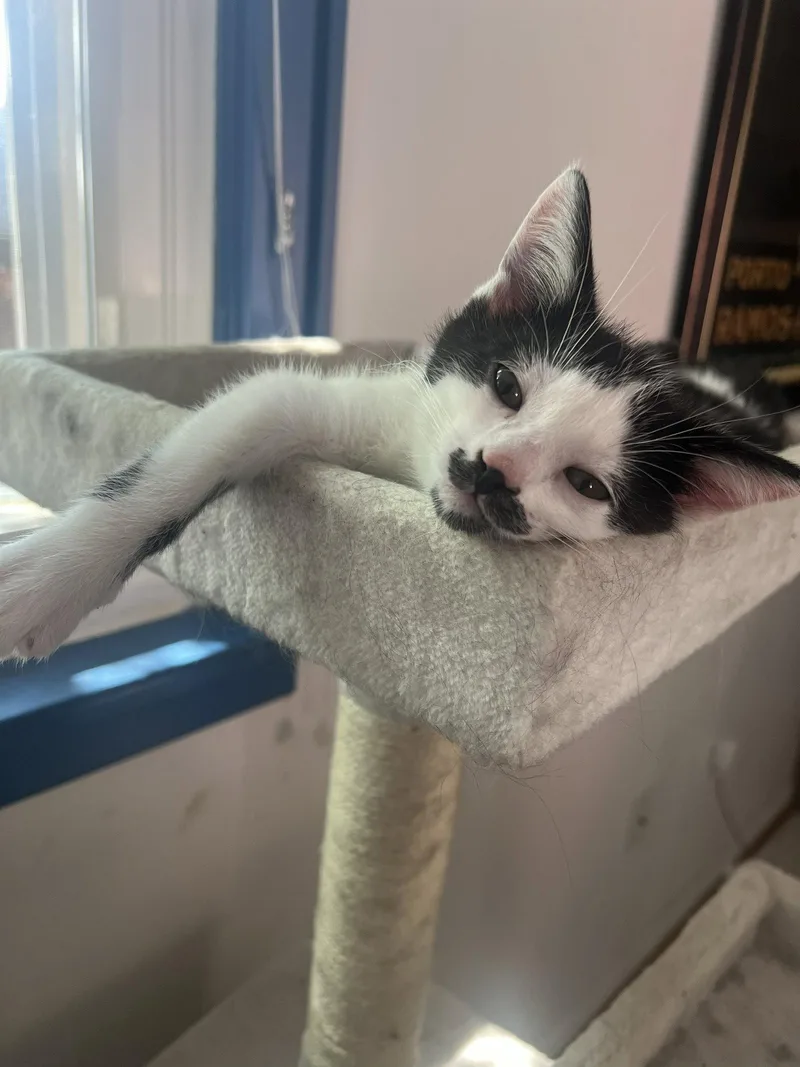 An adult medium-sized male Black & White / Tuxedo Domestic Short Hair cat named Schmutz for adoption in Reston, VA