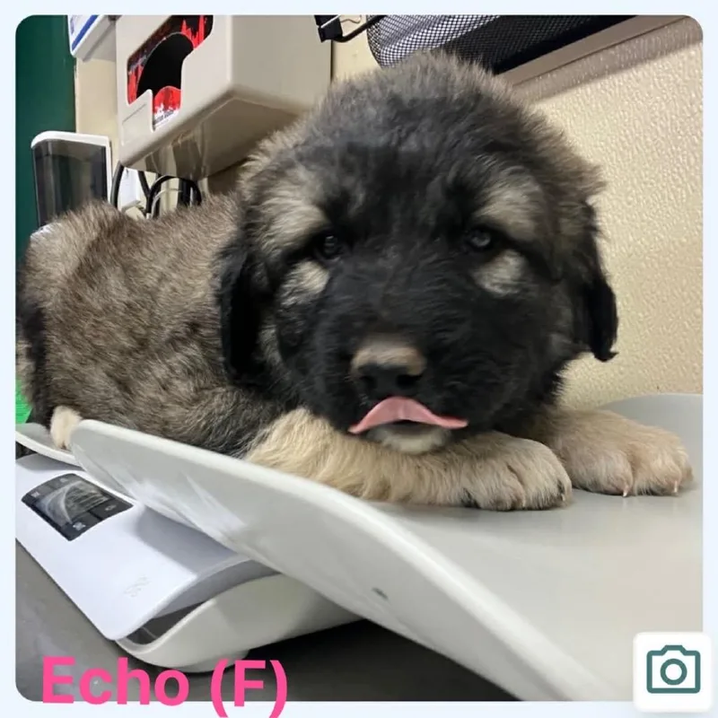 A baby large-sized female Black Caucasian Sheepdog / Caucasian Ovtcharka dog named Echo for adoption in Oxford, ME