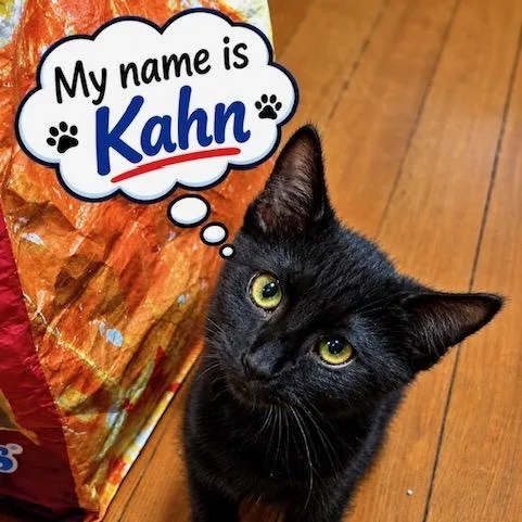 A baby medium-sized male Black Domestic Short Hair cat named Kahn w Miss Figaro for adoption in Silverton, OR