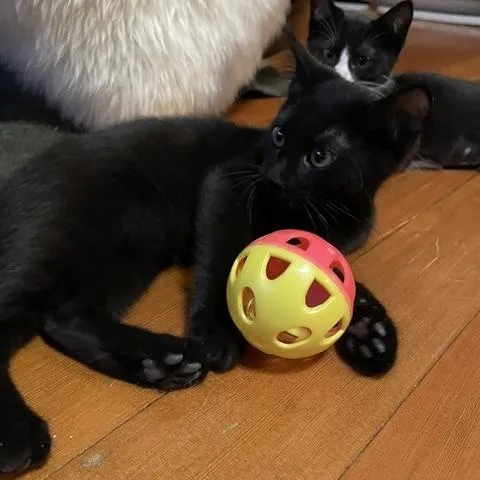 Kahn w Miss Figaro thumbnail 2