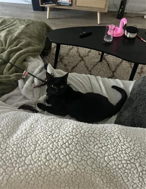 A young medium-sized male Domestic Short Hair cat named Beau for adoption in Charlotte, NC