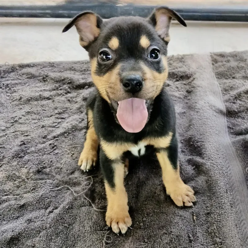 A baby small-sized male Black Chihuahua dog named Teeny for adoption in Oceanside, NY