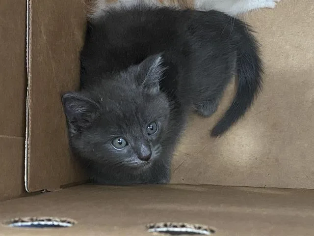 A baby medium-sized male Domestic Short Hair cat named Kovu for adoption in Dallas, TX