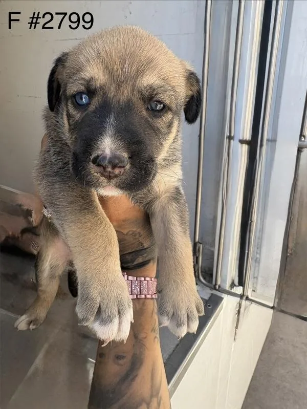 A baby large-sized female Siberian Husky dog named Cora for adoption in Victorville, CA