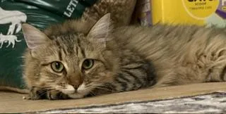 A baby large-sized male Tabby (Brown / Chocolate) Domestic Medium Hair cat named Rory for adoption in Lemoyne, PA
