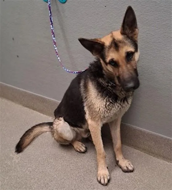 An adult large-sized male German Shepherd Dog dog named Ben for adoption in Las Vegas, NV