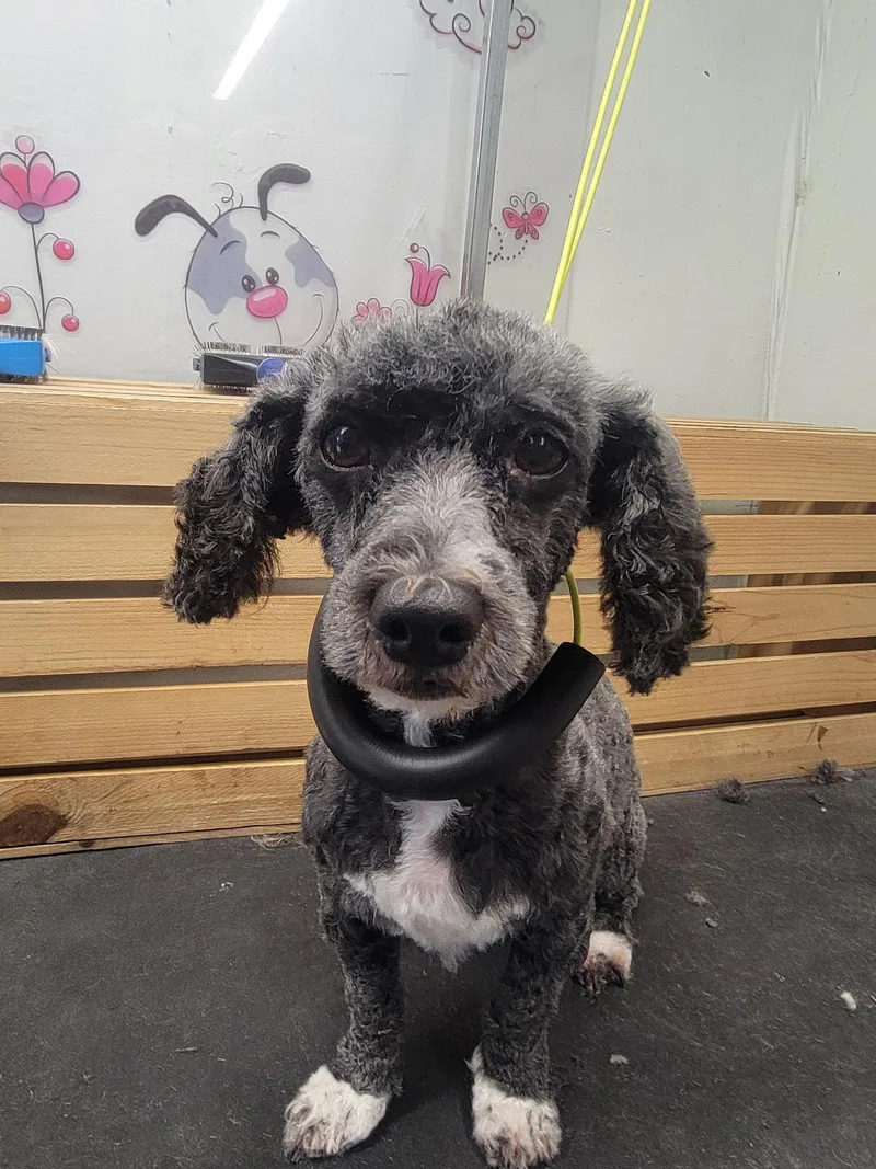 An adult small-sized female Gray / Blue / Silver Poodle (Toy) dog named Princesa for adoption in Garland, TX