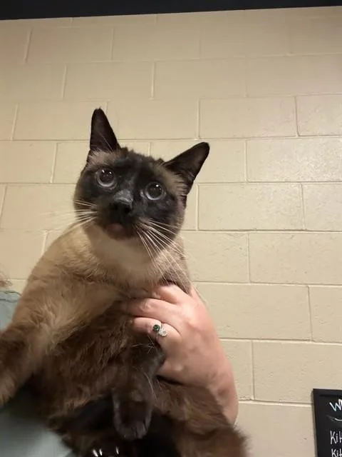 An adult extra large-sized female Domestic Short Hair cat named A for adoption in Modesto, CA