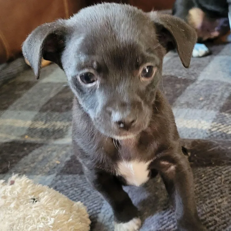 A baby small-sized male Chihuahua dog named Pip for adoption in Oroville, WA