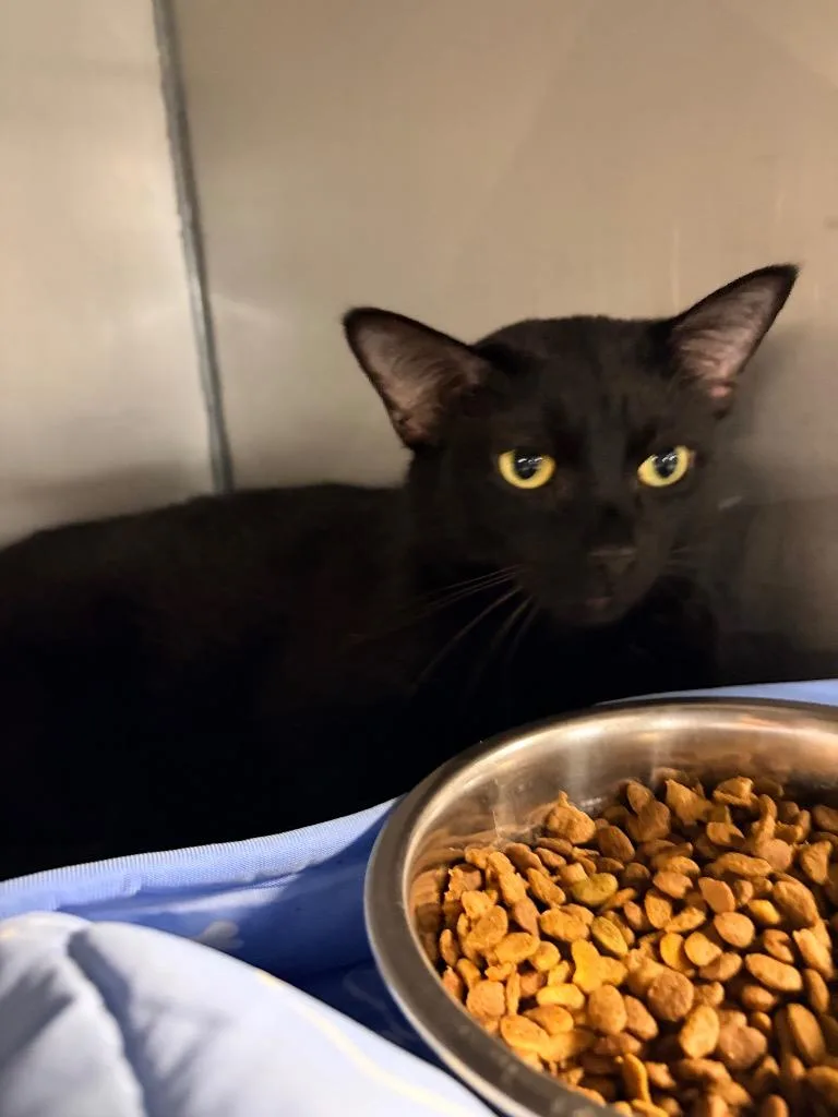 An adult medium-sized male Domestic Short Hair cat named Wilbur for adoption in Huntington, IN